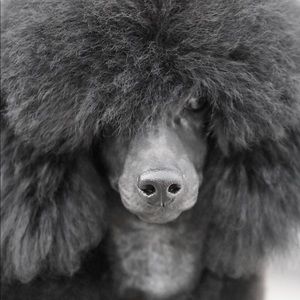 Meet your Posher, Nancy